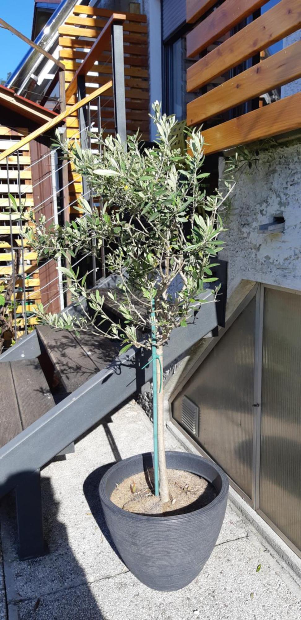 Apartma Bolero Tolmin Buitenkant foto