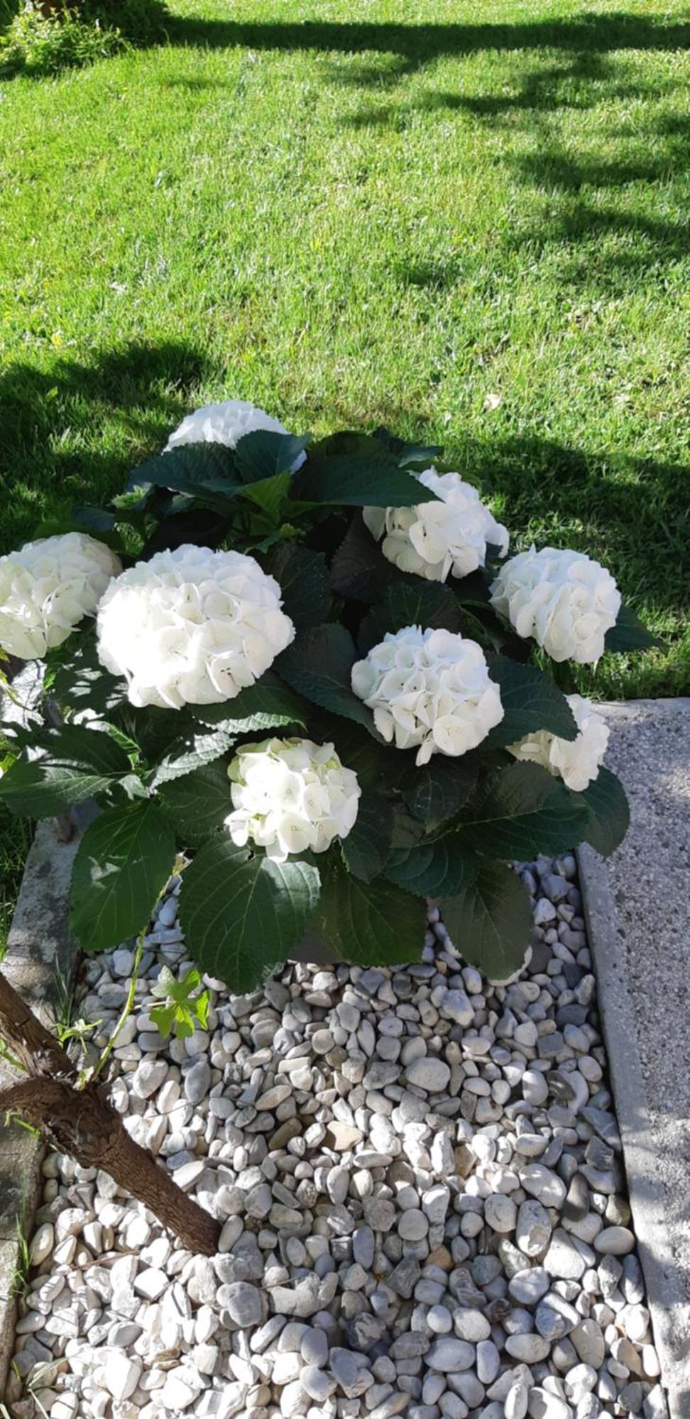 Apartma Bolero Tolmin Buitenkant foto